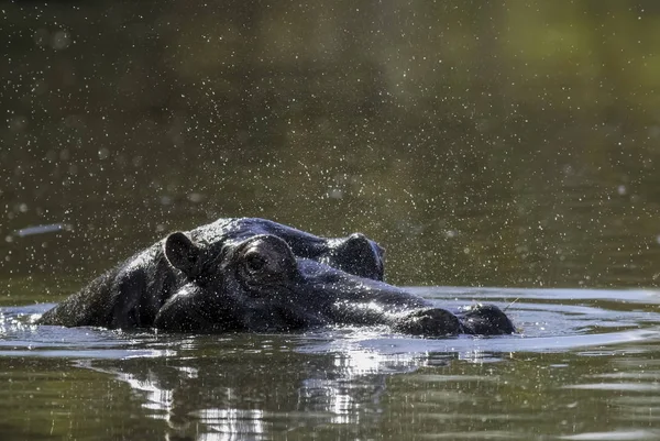 African Hippopotamus África Sul Ambiente Florestal — Fotografia de Stock