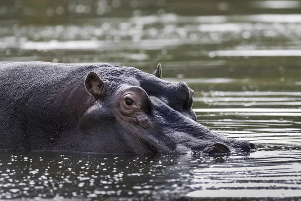 African Hippopotamus África Sul Ambiente Florestal — Fotografia de Stock