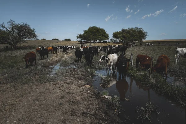 Vacas Alimentadas Con Hierba Buenos Aires Argentina —  Fotos de Stock