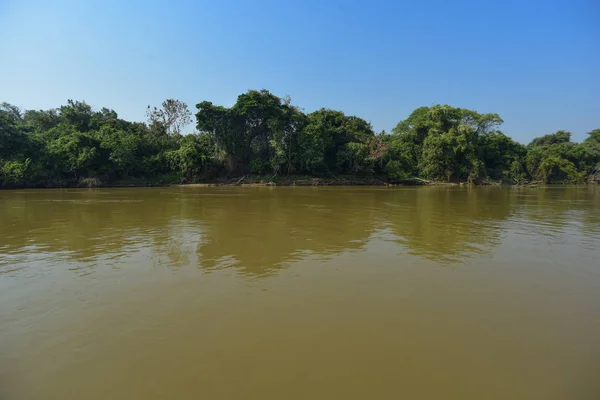 Pantanal Forest Ecosystem Mato Grosso Brazil — Stock Photo, Image