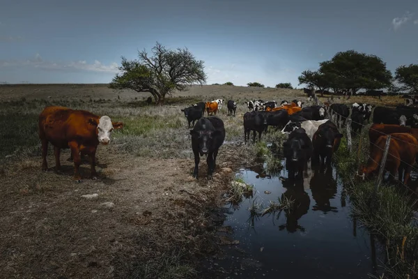 Vacas Alimentadas Con Hierba Buenos Aires Argentina —  Fotos de Stock
