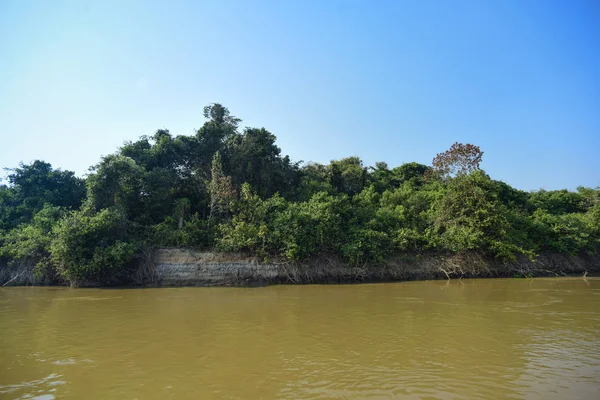 Pantanal forest ecosystem, Mato Grosso, Brazil