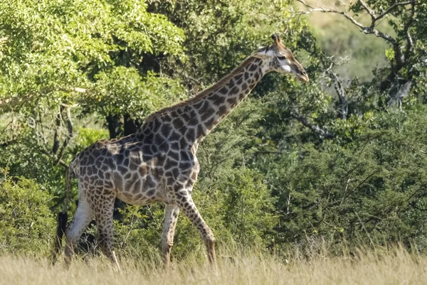 Jirafa Hábitat Selva África — Foto de Stock