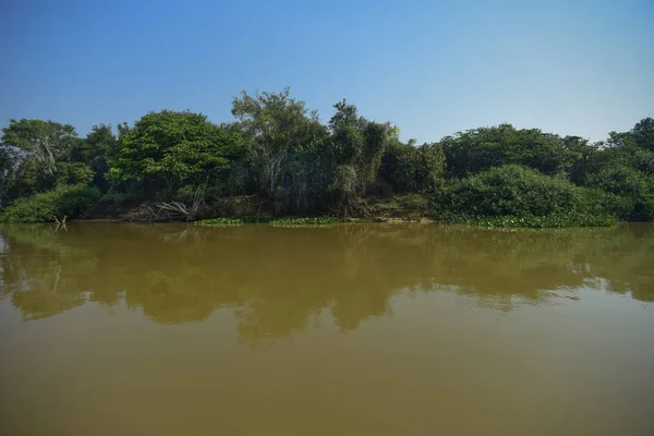 Pantanal Orman Ekosistemi Mato Grosso Brezilya — Stok fotoğraf