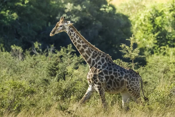 Jirafa Hábitat Selva África — Foto de Stock