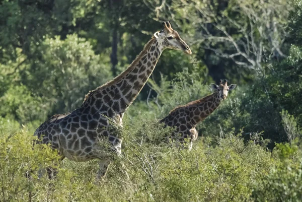 Girafa Habitat Selva África — Fotografia de Stock