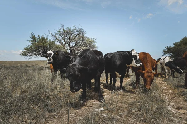 Коровы Кормящиеся Травой Буэнос Айрес Аргентина — стоковое фото