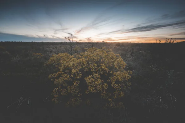 Bloemrijke Vintage Landschap Zonsondergang Tijd — Stockfoto