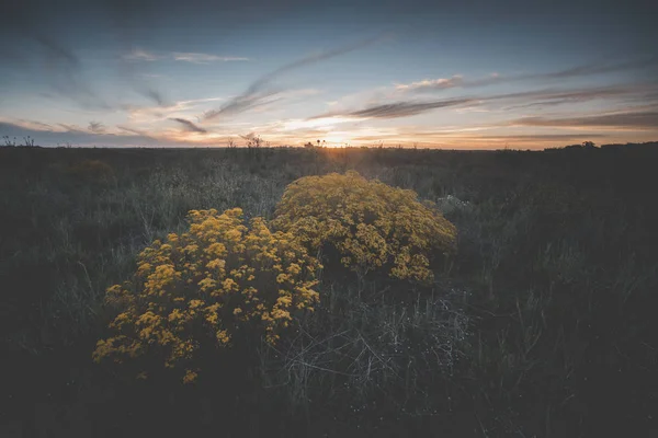 Bloemrijke Vintage Landschap Zonsondergang Tijd — Stockfoto