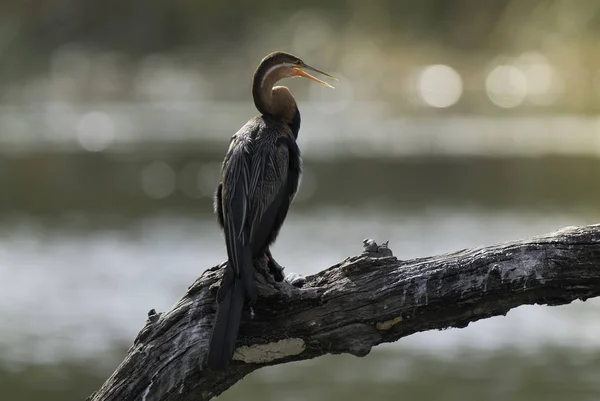 African Darter Kruger National Park — Stock Photo, Image