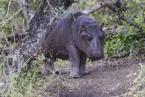 African Hippopotamus África Sul Ambiente Florestal — Fotografia de Stock