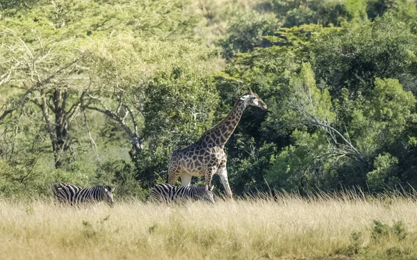 Jirafa Hábitat Selva África — Foto de Stock