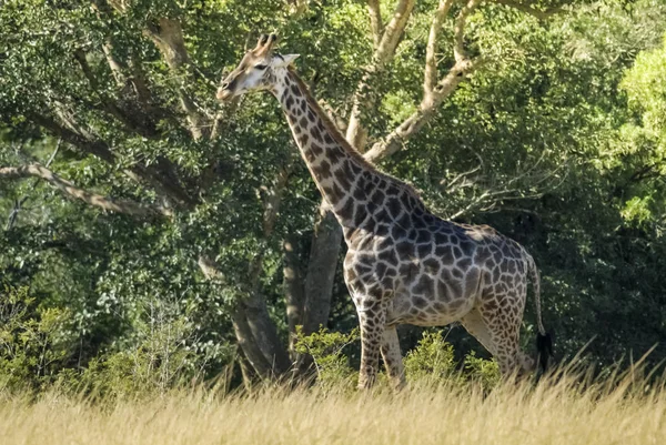 Girafa Habitat Selva África — Fotografia de Stock