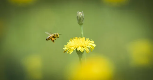Datailní Pohled Včel Divoké Květiny — Stock fotografie
