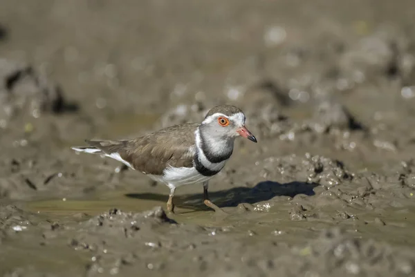 Τρία Κλιμακωτά Βροχοπούλι Charadrius Tricollaris Εθνικό Πάρκο Κρούγκερ — Φωτογραφία Αρχείου