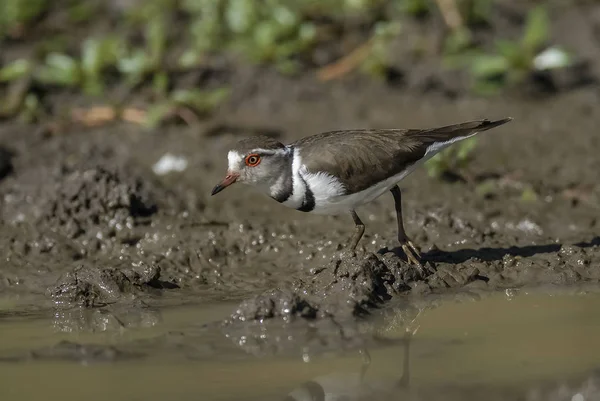 Três Plover Charadrius Tricollaris Banhado Parque Nacional Kruger — Fotografia de Stock