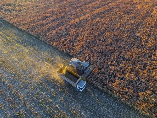 Sorgum Hasat Pampa Argentina — Stok fotoğraf