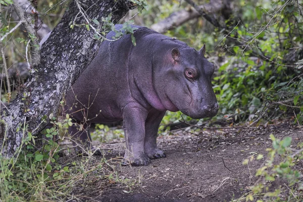 Afrikaanse Hippopotamus Zuid Afrika Bos Omgeving — Stockfoto