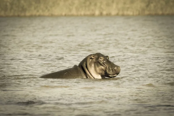 African Hippopotamus África Sul Ambiente Florestal — Fotografia de Stock