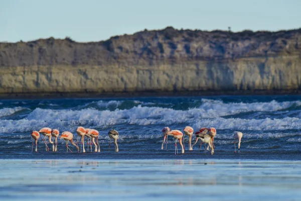 Flamingos Halbinsel Valdes Patagonien Argentinien — Stockfoto