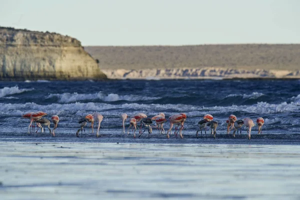 Flamingos Halbinsel Valdes Patagonien Argentinien — Stockfoto