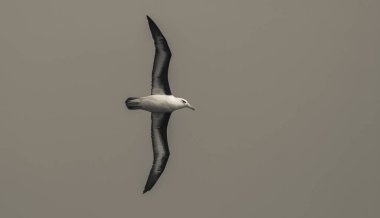 Antarktika kuşu, Albatros uçan, Antarktika