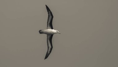 Antarctic bird, Albatross flying, Antarctica clipart