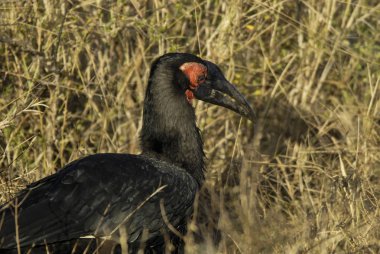 Güney kara kartallar, Bucorvus leadbeateri, Kruger Milli Parkı