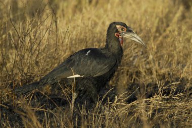 Güney kara kartallar, Bucorvus leadbeateri, Kruger Milli Parkı