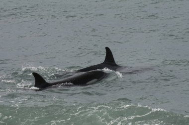 Orcas deniz aslanları, Patagonia, Arjantin avcılık