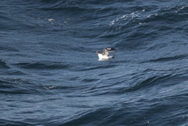 Cape kuşu, Antarktika kuş, Antarktika