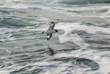 Cape kuşu, Antarktika kuş, Antarktika