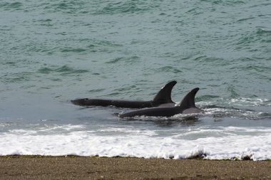 Orcas deniz aslanları, Patagonia, Arjantin avcılık