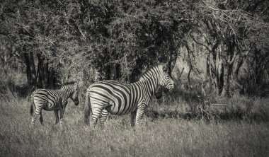 Afrika savana zebras sürüsü