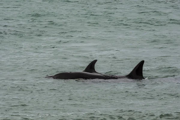 Сценический Вид Orca Patagonia Аргентина — стоковое фото