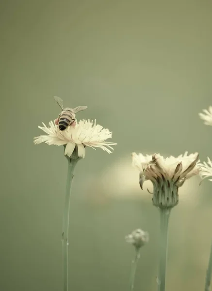 Datailní Pohled Včel Divoké Květiny — Stock fotografie