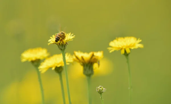 Nahaufnahme Von Bienen Auf Wildblumen — Stockfoto