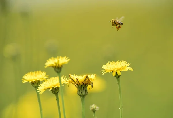 Arı Yakın Çekim Görünümünü Kır Çiçekleri Üzerinde — Stok fotoğraf