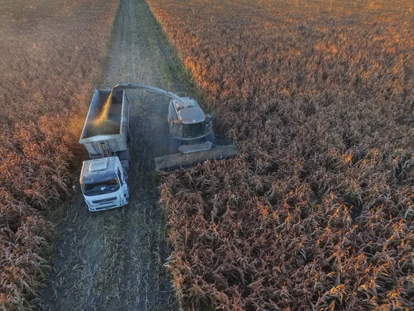 Sorgum hasat, La Pampa, Argentina