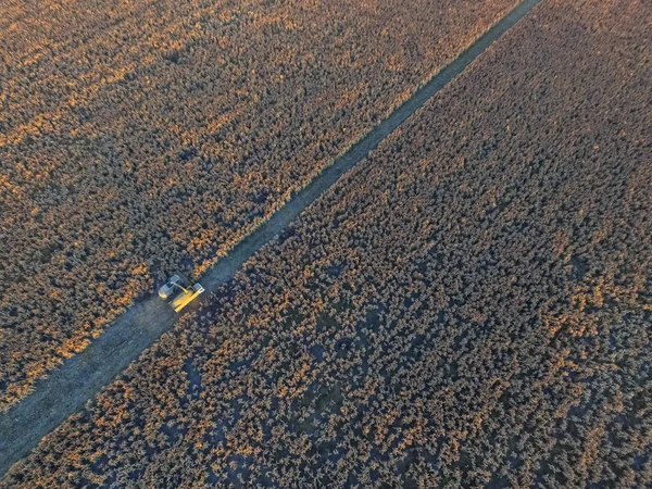 Récolte Sorgho Pampa Argentine — Photo