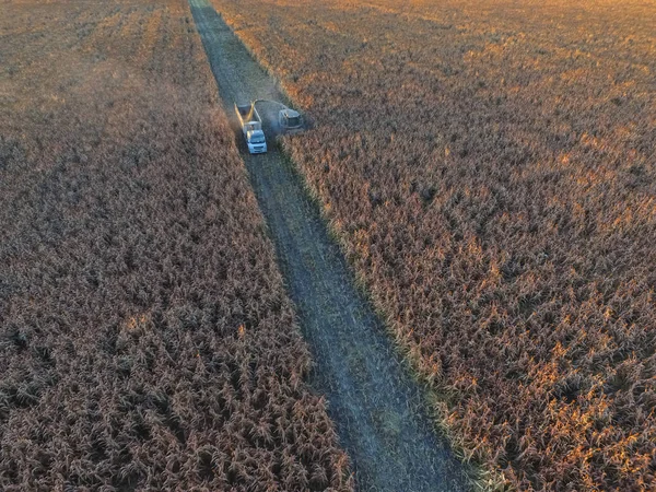 Sorghum Harvest Pampa Argentina — Stock Photo, Image