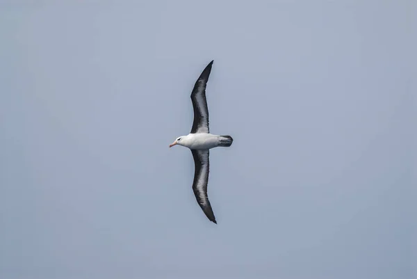 Aves Antárticas Albatros Volando Antártida — Foto de Stock