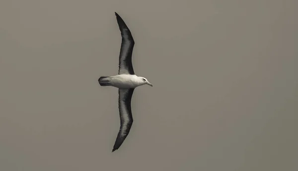 Aves Antártida Albatroz Voando Antártida — Fotografia de Stock