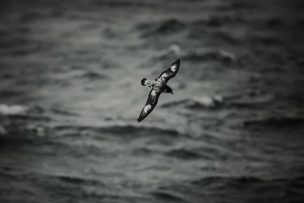 Cape Petrel Antarctische Vogel Antarctica — Stockfoto