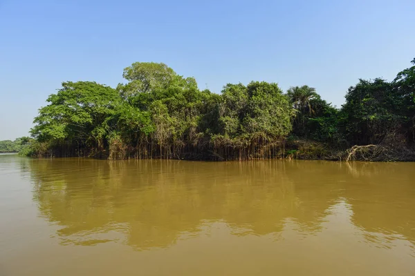 Pantanal Forest Ecosystem Mato Grosso Brazil — Stock Photo, Image