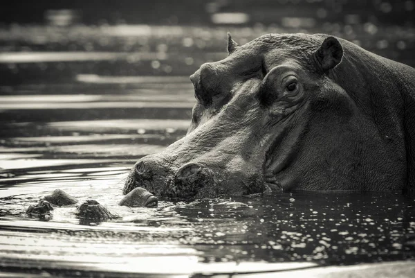 Africká Hroch Jižní Afrika Lesním Prostředí — Stock fotografie