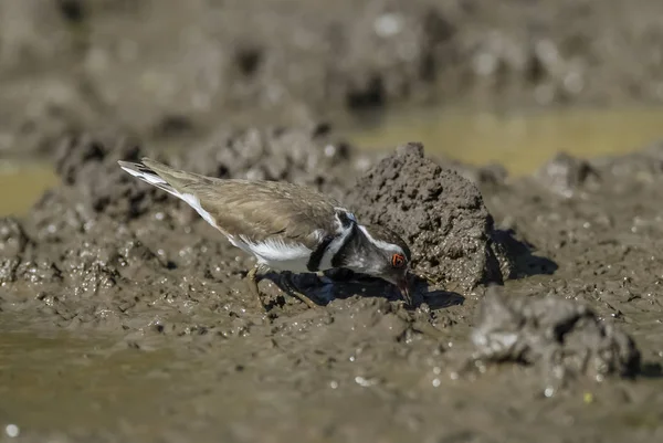 Three Banded Plover Charadrius Tricollaris Kruger National Park — Stock Photo, Image