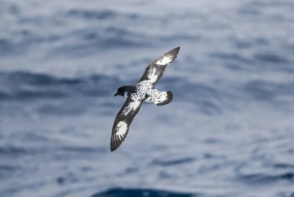 Cape Petrel Ptak Antarktyki Antarktyda — Zdjęcie stockowe