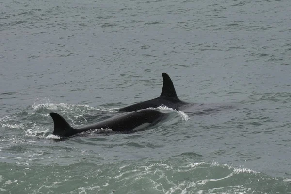 Orcas Cazando Lobos Marinos Patagonia Argentina — Foto de Stock