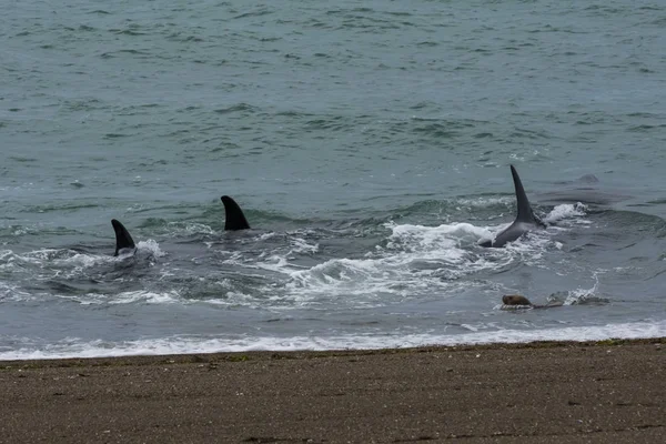 Orcas Caçando Leões Marinhos Patagônia Argentina — Fotografia de Stock